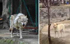 武汉动物园狼圈见狗踪 背后原因「太有爱」