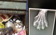 妒忌女友太爱猫 澳洲华裔男扔猫入垃圾槽被判虐待动物罪成