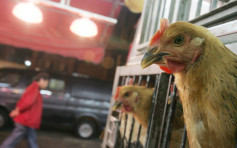 波兰部分地区再爆禽流感 港暂停进口禽类产品