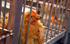 爱沙尼亚爆高致病性H5N8禽流感 港暂停进口禽类产品