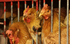 英法部分地区爆高致病性H5N1禽流感 港暂停进口禽类产品