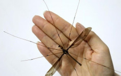 全球最巨型蚊子 成都发现帝王大蚊 翼展逾11厘米