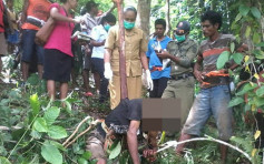 印尼果农摘芒果失足 断木异穿身体惨死