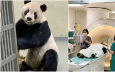 在台北的大熊猫「团团」病了　疑似癫痫