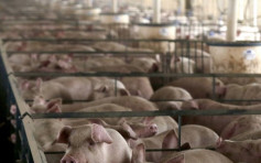 【中美貿易戰】巴西減產美國加稅 黃豆不足豬隻被逼節食