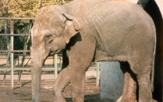 獨囚43年後 世上最悲慘大象終安樂死