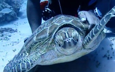 【有片】4名港客菲律宾潜水 拔刀解救尼龙绳缠住海龟