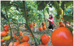 中美学者联手　破解番茄没有以前好吃之谜
