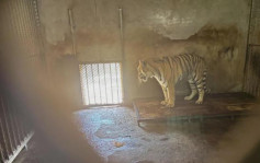 20东北虎之死︱安徽民营动物园变炼狱揭秘 　繁殖11只仅1存活