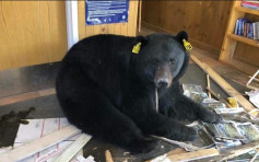美國黑熊闖郵局遭人道毀滅