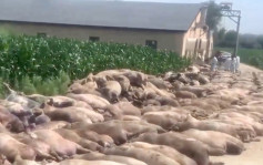 哈爾濱養豬場停電 462頭生豬熱死