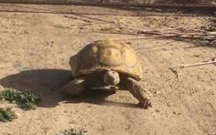 美新墨西哥州100磅巨龜失蹤 主人縣紅急尋