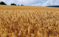 中澳关系缓和︱商务部公告：停止徵收澳洲入口大麦反倾销税