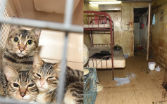 沙頭角村屋租客棄17隻貓狗 疑缺糧水多日奄奄一息