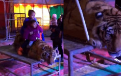 東北虎慘遭五花大綁供遊客騎虎拍照　湖南馬戲團被指虐待動物