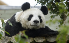英國考慮將大熊貓送回中國 動物園：疫情期財困養不起
