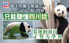 赠卡塔尔两大熊猫「只懂四川话」 当地饲育员正努力学习