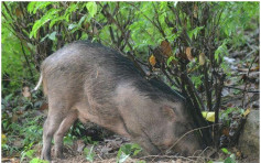 野豬闖屯門鬧市搵食 獸醫射麻醉槍抬走