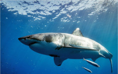 新冠疫苗變鯊魚浩劫 或致50萬條被殺