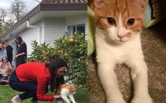 纽西兰第一猫车祸亡 粉丝不舍要求国葬