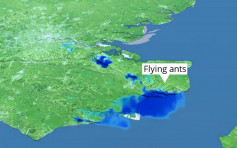 「飛蟻大軍」空中盤旋2小時 英氣象雷達誤測為雨雲