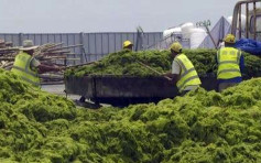 山東青島遭最大規模滸苔侵襲 已打撈24萬噸