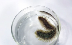 本港海域發現新品種海毛蟲 命名「雙斑海毛蟲」