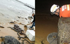 海口沙滩「放生」蟒蛇　消防员无奈漏夜捡尸体