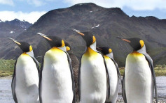創水底逗留最長時間紀錄 南極皇帝企鵝停留32.7分