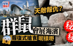 恐怖鼠群乱窜 湾仔会展海滨惊变老鼠饭堂 报复式抢食呢样嘢｜Juicy叮