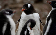 南極巴布亞企鵝爆H5N1禽流感疫情 逾200隻小企鵝死亡