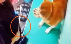 【片段】大埔宠物美容店虐待动物 三狗遭狂打藤鞭