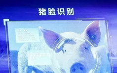 【非洲猪瘟】科技公司推猪脸识别测病 兽医：倘剁成肉块毫无作用
