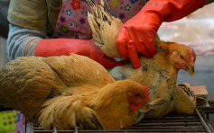 澳门下月1日起停售活禽　业界不满决定或采取行动