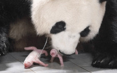 超级萌！ 南韩首对大熊猫双胞胎诞生  母女平安