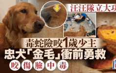 美国金毛寻回犬肉身保护1岁少主  遭毒蛇咬伤