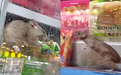 【維港會】深水埗超市驚現巨鼠 食品櫃遊走開餐 