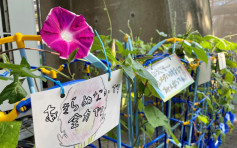 【東京奧運】日本小學生種牽牛花 傳承奧運精神
