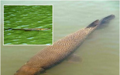1.5米長食肉魚鱷雀鱔　驚現名古屋護城河