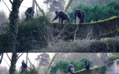 北爱动物园黑猩猩用树枝造梯翻墙「逃狱」