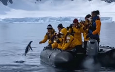 南極企鵝躲避殺人鯨圍捕 跳上遊客橡皮艇逃過死劫