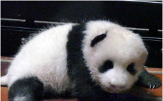 东京上野动物园熊猫BB公开徵名 收32万方案