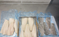 海關機場首檢非法進口犬牙魚產 市值約12萬