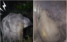 泰國母象不斷哀嚎求援 人類發現小象墮坑受困多日救出