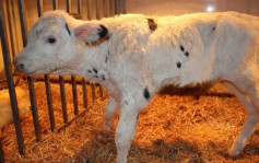 內地首用體細胞技術 複製出3隻優良奶牛
