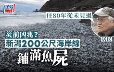 又有災難？日本新潟縣海量沙甸魚沖上岸  引居民恐慌