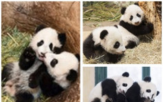 维也纳动物园大熊猫龙凤胎　庆祝半岁生日