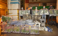 警方葵涌破工厦种植场检逾400万元大麻 拘越南汉