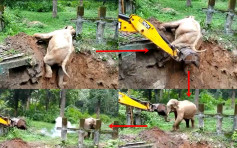 【有片】大象跌入沟渠 挖土机助脱困获「碰鼻」道谢