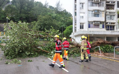 長沙灣李鄭屋3層樓高大樹倒塌 橫亙馬路阻礙交通